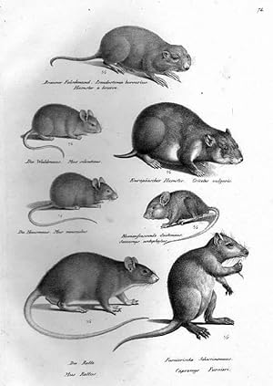 Mäuse, brauner Falschmund, Waldmaus, europäischer Hamster, Hausmaus, Sackmaus, Schweinsmaus, die ...