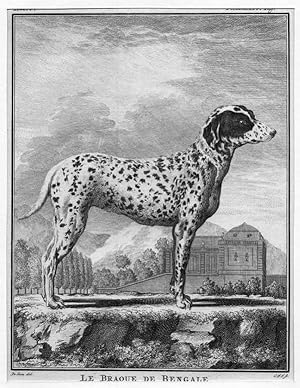 Hunde, le braque de Bengale, Kupferstich, um 1780, 19x15 cm Bildformat