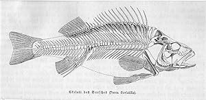 Barsch: Skelett des Barsches (Perca fluviatilis), Holzstich, um 1880, 6x13 cm Bildformat