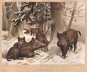 Schweine, Wildschweine im Schnee, Farblithographie, um 1897, 17x22 cm Bildformat