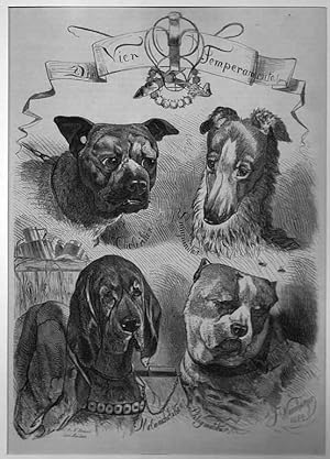 Hunde, "die vier Temperamente", 4 verschieden Rassen auf einem Blatt, Holzstich, um 1870, 28x19 c...