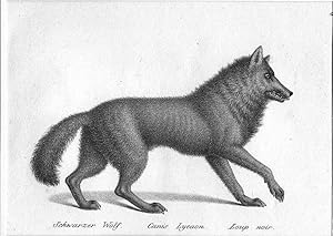 Wolf, schwarzer Wolf, canis lycaon, loup noir, Lithographie, um 1827, selten, 13x17 cm Bildformat