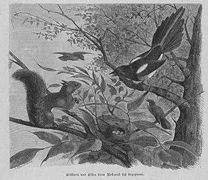 Eichhörnchen, Eichhorn und Elster beim Nestraub sich begegnend, Holzstich, um 1880, 16x17 cm Bild...
