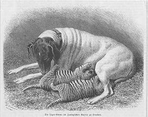 Hunde, Hund als Tigeramme, Holzstich, um 1871, 15x19 cm Bildformat