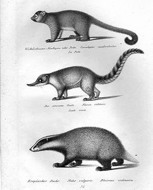 Dachs, Europäischer Dachs, einsame Coati, Wickelschwanz-Kinkajou, auf einem Blatt, Lithographie, ...