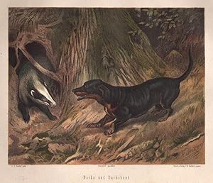 Hunde, Dachs und Dachshund, Farblithographie, um 1897, 17x21 cm Bildformat