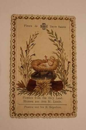 "Fleurs de Terre Sainte, Flowers from the Holy Land / Blumen aus dem hl. Lande - Posées sur les S...