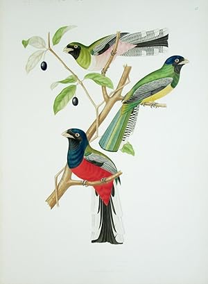 Tab. 17 Trogon Rosalba.