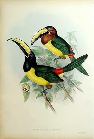 Pteroglossus Humboldti. Humboldt's Aracari