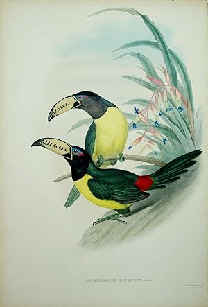 Pteroglossus Inscriptus. Lettered Aracari