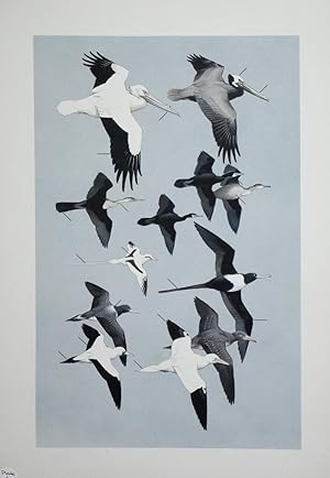 Pelicans, Cormorants, Relatives
