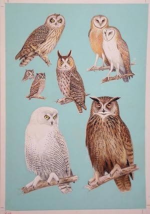 Owls