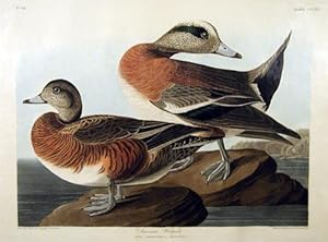 Plate 345 (CCCXLV) - American Widgeon