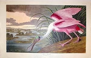 Plate 321 (CCCXXI) - Roseate Spoonbill