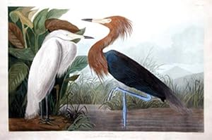 Plate 256 (CCLVI) - Purple Heron