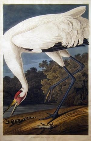 Plate 226 (CCXXVI) - Hooping Crane