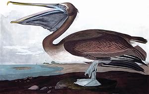 Plate 421 (CCCCXXI) - Brown Pelican