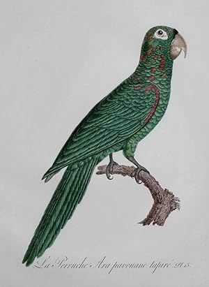Histoire Naturelle des Perroquets - Plate 15