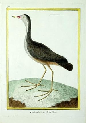 Histoire Naturelle des Oiseaux - Plate 896