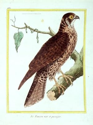 Histoire Naturelle des Oiseaux - Plate 469