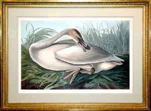 Plate 376 - Trumpeter Swan