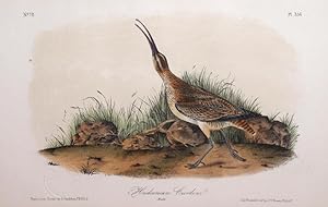 Plate 356 - Hudsonian Curlew