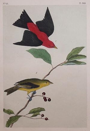 Plate 209 - Scarlet Tanager
