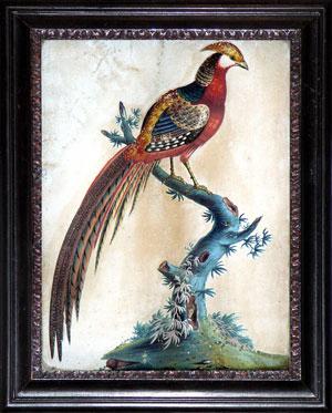 The Painted Pheasant from China