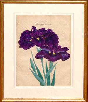 Japanese Watercolor of Iris - No. 32