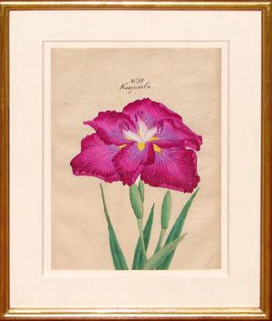Japanese Watercolor of Iris - No. 30