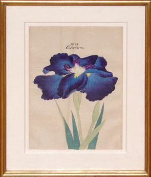 Japanese Watercolor of Iris - No. 16