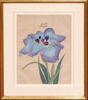 Japanese Watercolor of Iris - No. 17