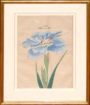 Japanese Watercolor of Iris - No. 7