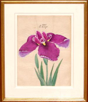 Japanese Watercolor of Iris - No. 27