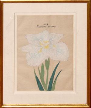 Japanese Watercolor of Iris - No. 3