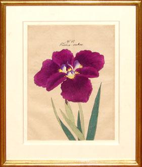 Japanese Watercolor of Iris - No. 12