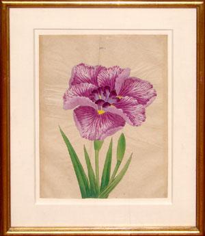 Japanese Watercolor of Iris - No. 11