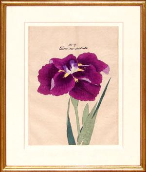 Japanese Watercolor of Iris - No. 9