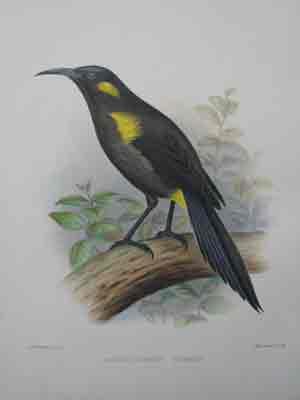 Aculocercus Bishopi