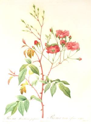 Plate 222 - Rosa Noisettiana Purpurea