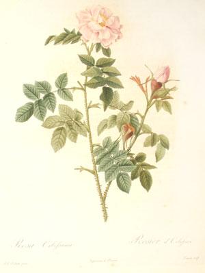 Plate 120 - Rosa Orbessanea