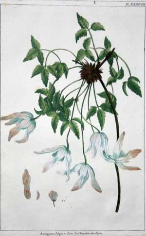 Plate XXXVIII - Atragene Alpina, Linn. Le Clematite des Alpes [blue brid flower]