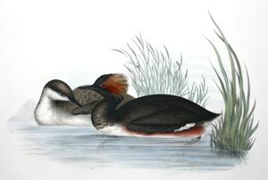 Eared Grebe - Podiceps auritus