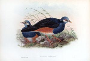 Eutrygon Terrestris (Papuan Ground-Pigeon)