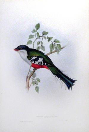 Trogon Temnurus (Cuba Trogon)