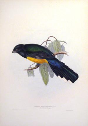Trogon Melanocephala (Black-Headed Trogon)