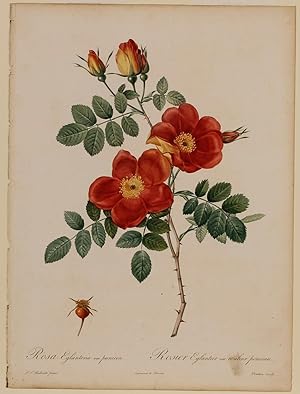 Rosa Eglanteria Var. Punicea