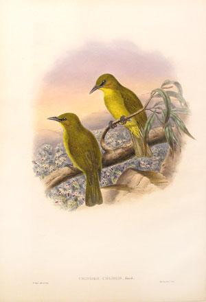 Criniger Chloris (Moluccan bulbul)