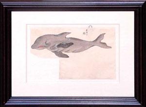 Japanese Whale Watercolor (C-1) Pygmy Killer Whale