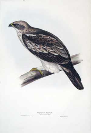 Booted Eagle. Aquila pennata; (Steph)